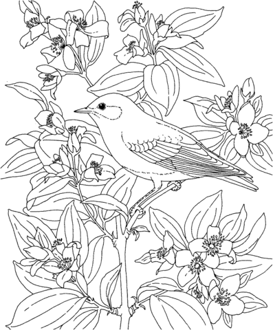 Mountain Bluebird And Lewis'S Mock Orange Idaho Bird And Flower Coloring Page